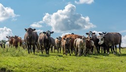 Limited continental supply underpins store cattle prices through autumn: Beef market update